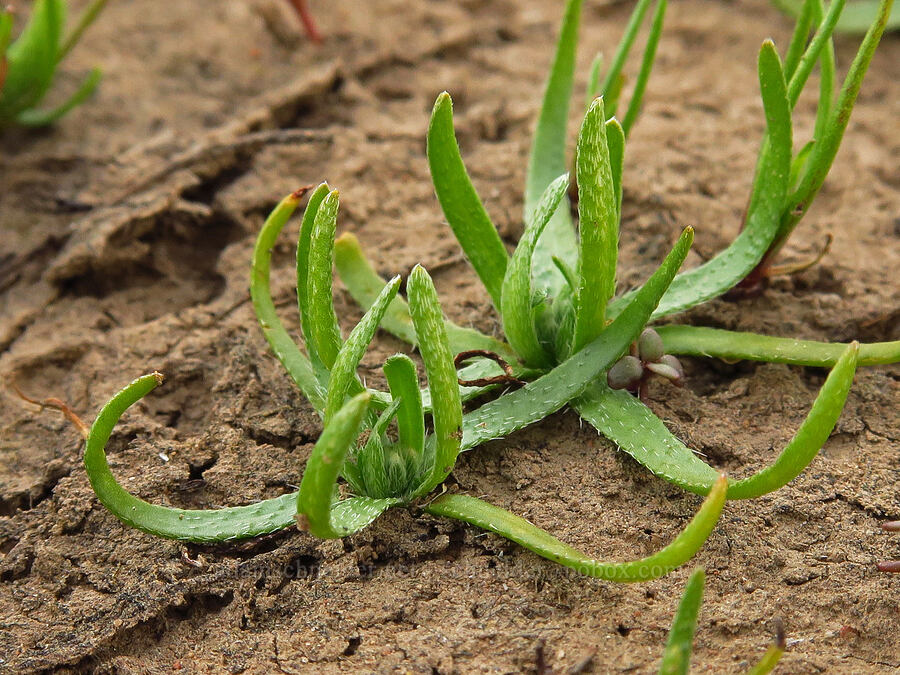 popcorn-flower leaves (Plagiobothrys sp.) [Rooper Road, Wasco County, Oregon]