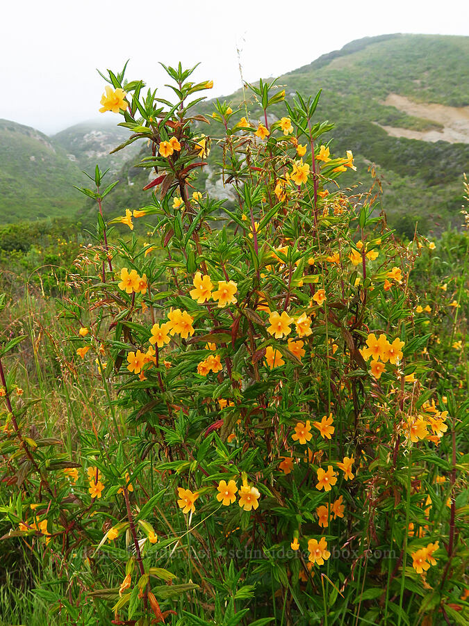 sticky monkeyflower (Diplacus aurantiacus (Mimulus aurantiacus)) [Rattlesnake Flats Trail, Montaña de Oro State Park, San Luis Obispo County, California]