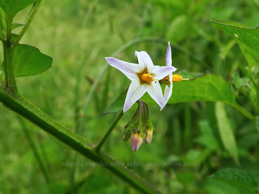 green-spot/Douglas' nightshade (Solanum douglasii) [Rattlesnake Flats Trail, Montaña de Oro State Park, San Luis Obispo County, California]