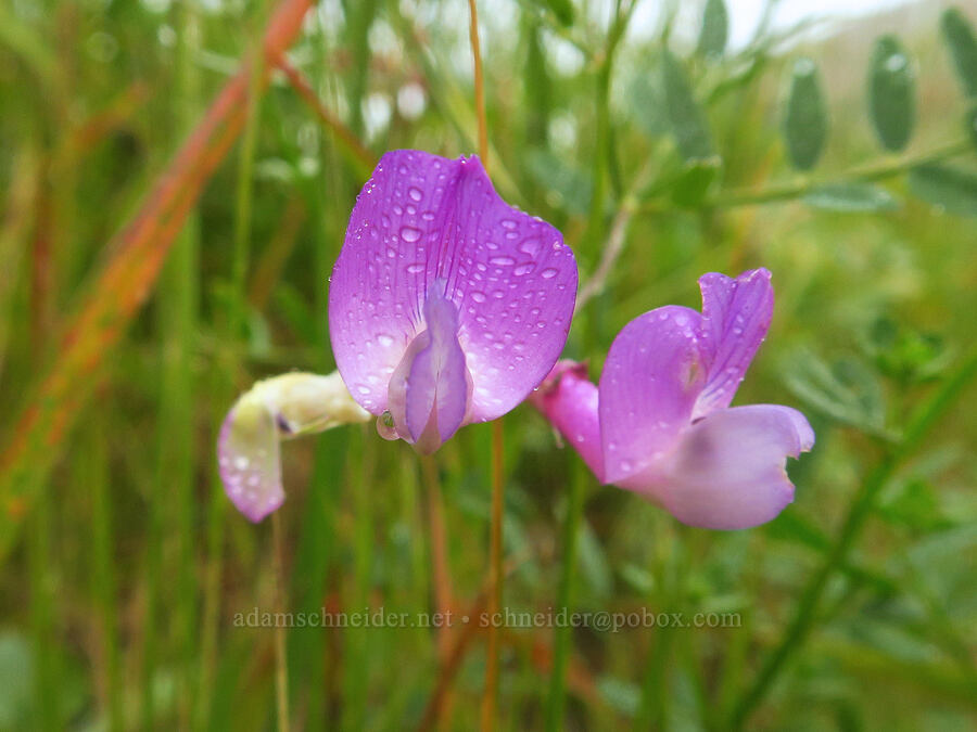 American vetch (Vicia americana) [Rattlesnake Flats Trail, Montaña de Oro State Park, San Luis Obispo County, California]