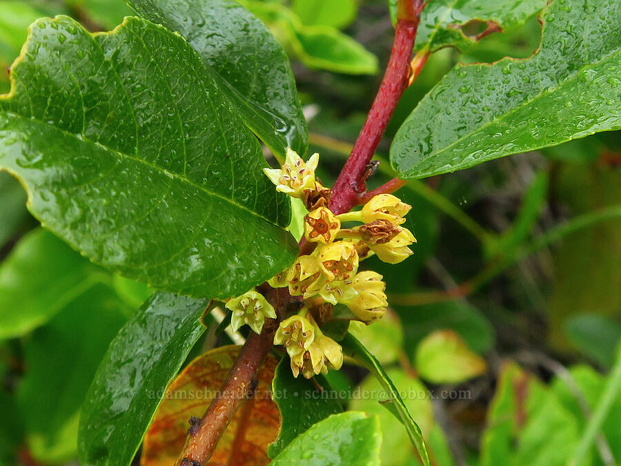 California coffee-berry flowers (Frangula californica (Rhamnus californica)) [Rattlesnake Flats Trail, Montaña de Oro State Park, San Luis Obispo County, California]