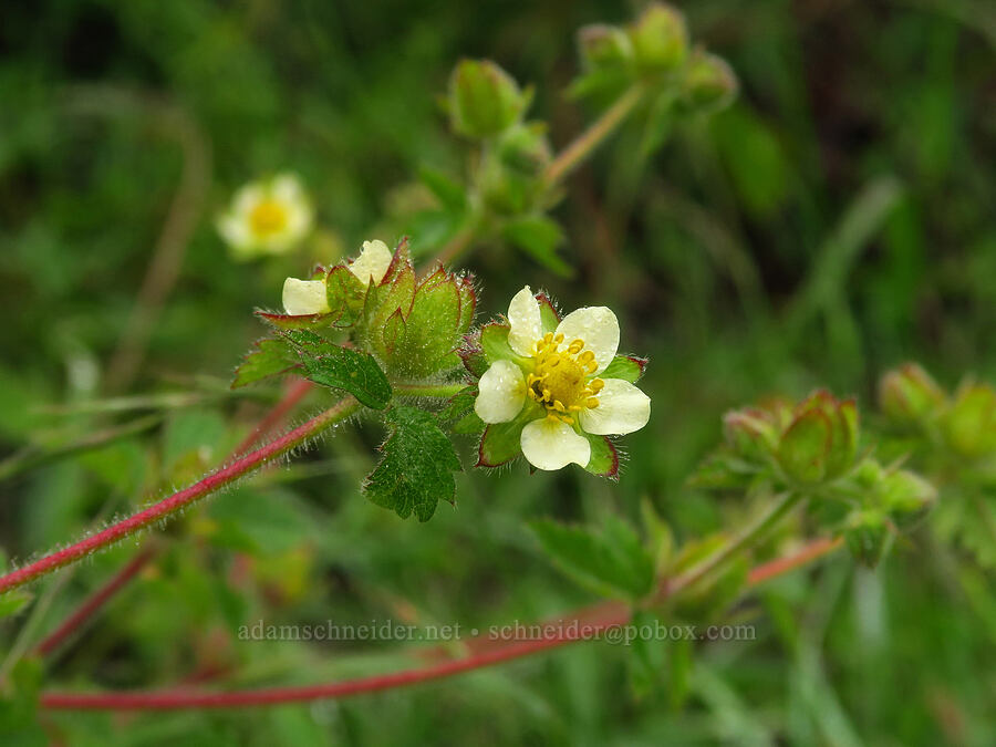 sticky cinquefoil (Drymocallis glandulosa (Potentilla glandulosa)) [Rattlesnake Flats Trail, Montaña de Oro State Park, San Luis Obispo County, California]