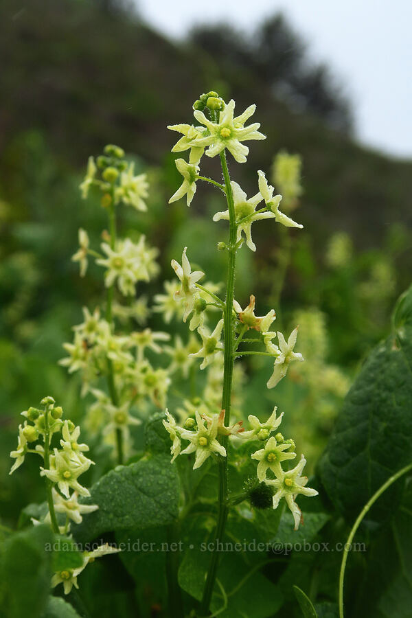 California man-root (Marah fabacea (Marah fabaceus)) [Rattlesnake Flats Trail, Montaña de Oro State Park, San Luis Obispo County, California]