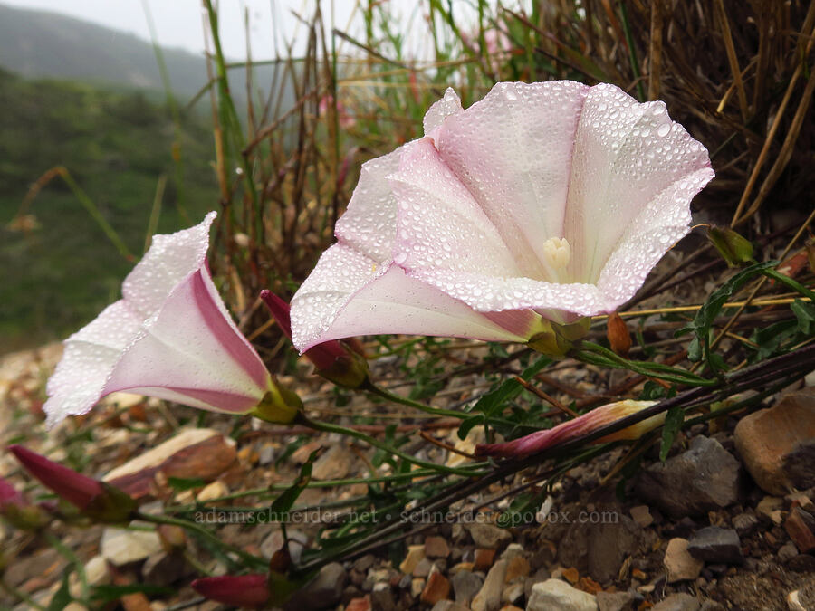 coast morning-glory (Calystegia macrostegia ssp. cyclostegia) [below Valencia Peak, Montaña de Oro State Park, San Luis Obispo County, California]