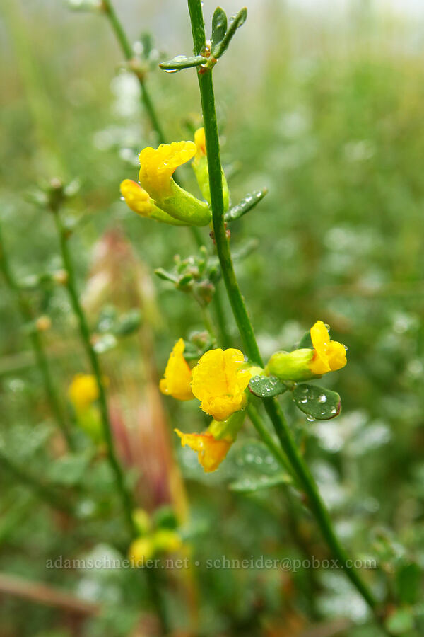 deerweed (California broom) (Acmispon glaber (Lotus scoparius)) [below Valencia Peak, Montaña de Oro State Park, San Luis Obispo County, California]