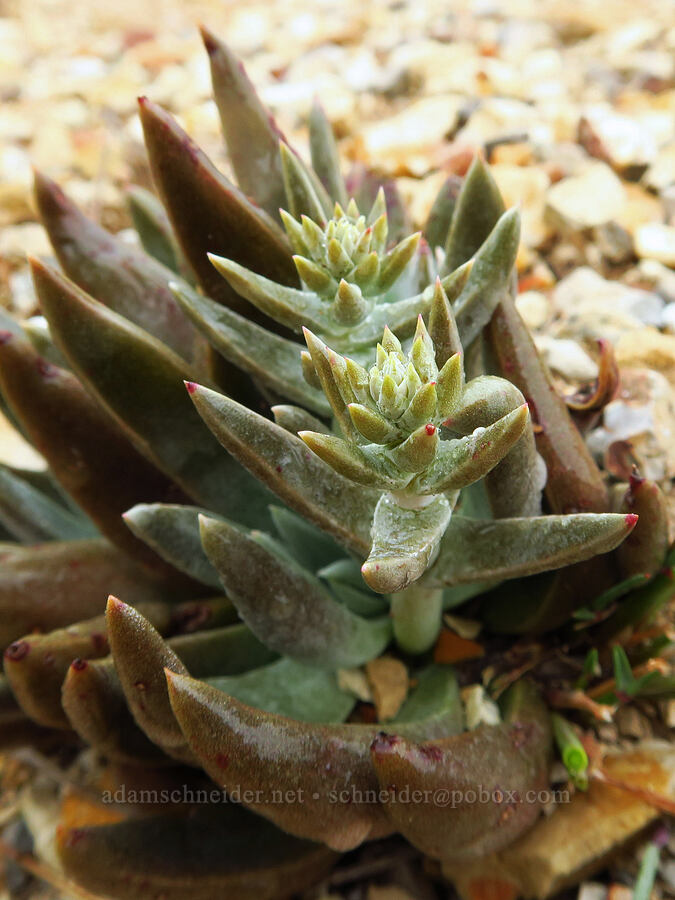 live-forever (which?) (Dudleya sp.) [below Valencia Peak, Montaña de Oro State Park, San Luis Obispo County, California]