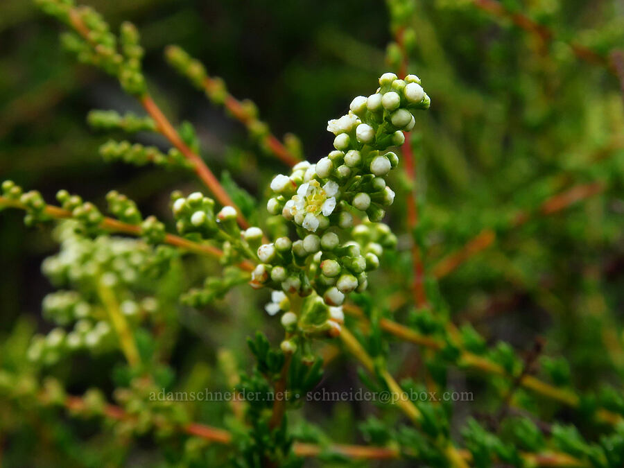 chamise (Adenostoma fasciculatum) [below Valencia Peak, Montaña de Oro State Park, San Luis Obispo County, California]