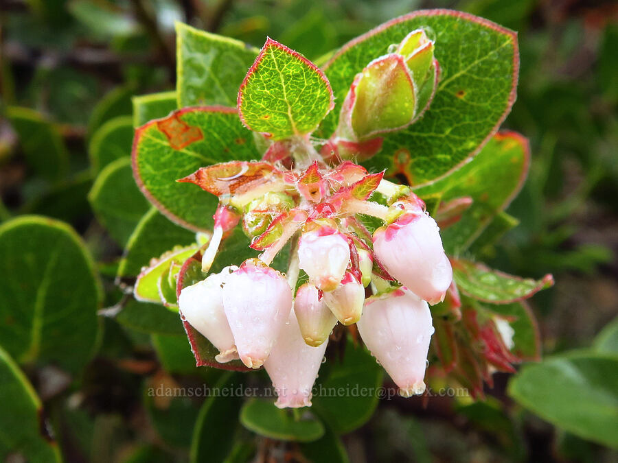 Pecho manzanita flowers (Arctostaphylos pechoensis) [below Valencia Peak, Montaña de Oro State Park, San Luis Obispo County, California]