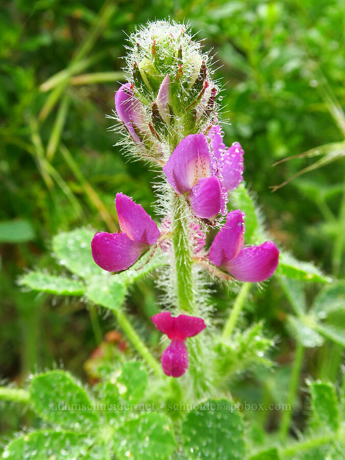 stinging lupine (Lupinus hirsutissimus) [Rattlesnake Flats Trail, Montaña de Oro State Park, San Luis Obispo County, California]