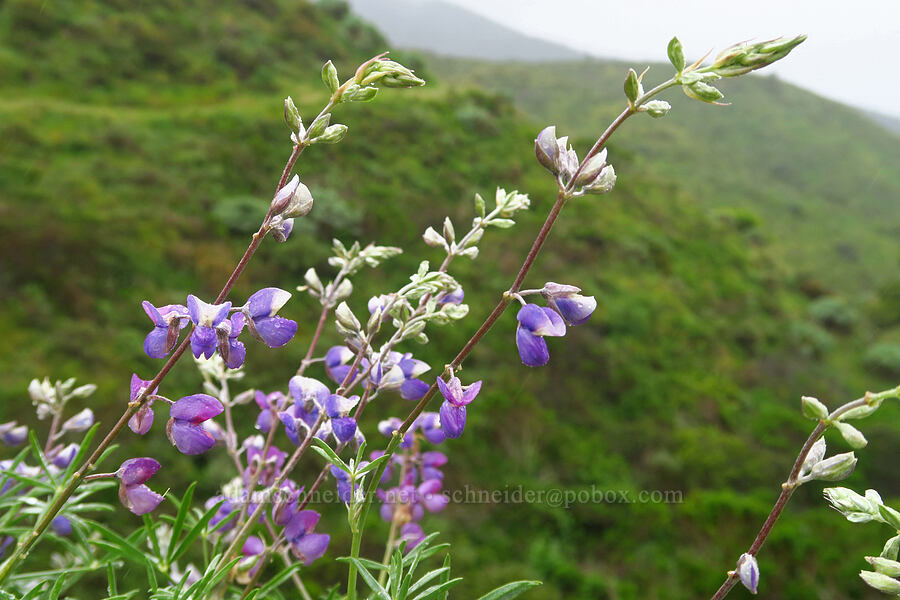 silver bush lupine (Lupinus albifrons) [Rattlesnake Flats Trail, Montaña de Oro State Park, San Luis Obispo County, California]