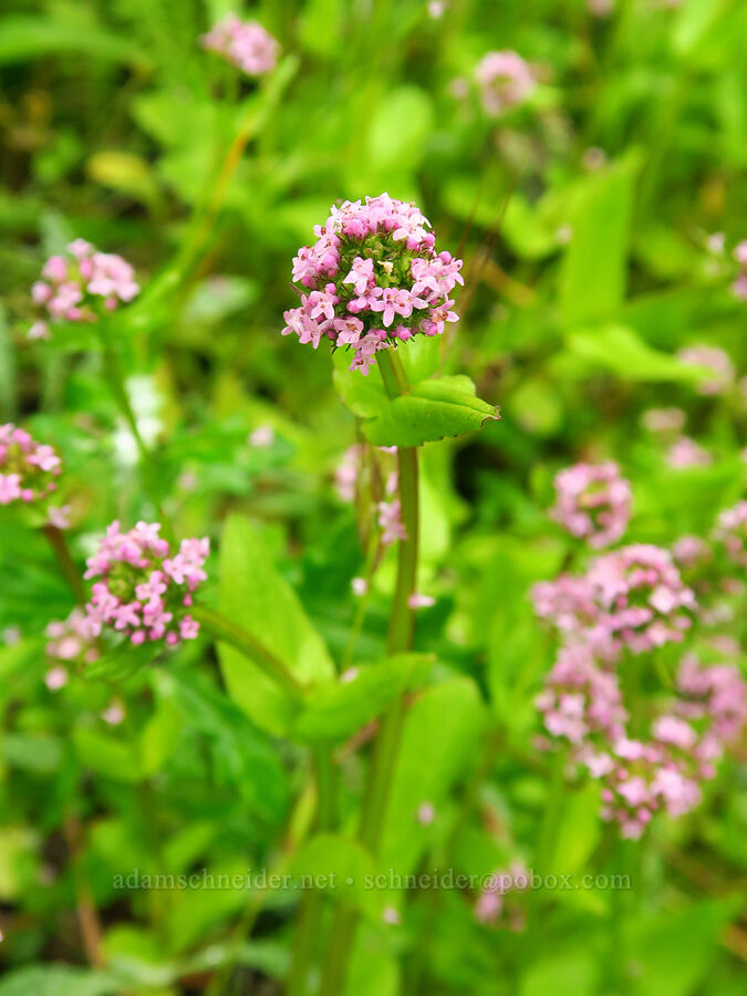 rosy plectritis (Plectritis congesta) [Rattlesnake Flats Trail, Montaña de Oro State Park, San Luis Obispo County, California]