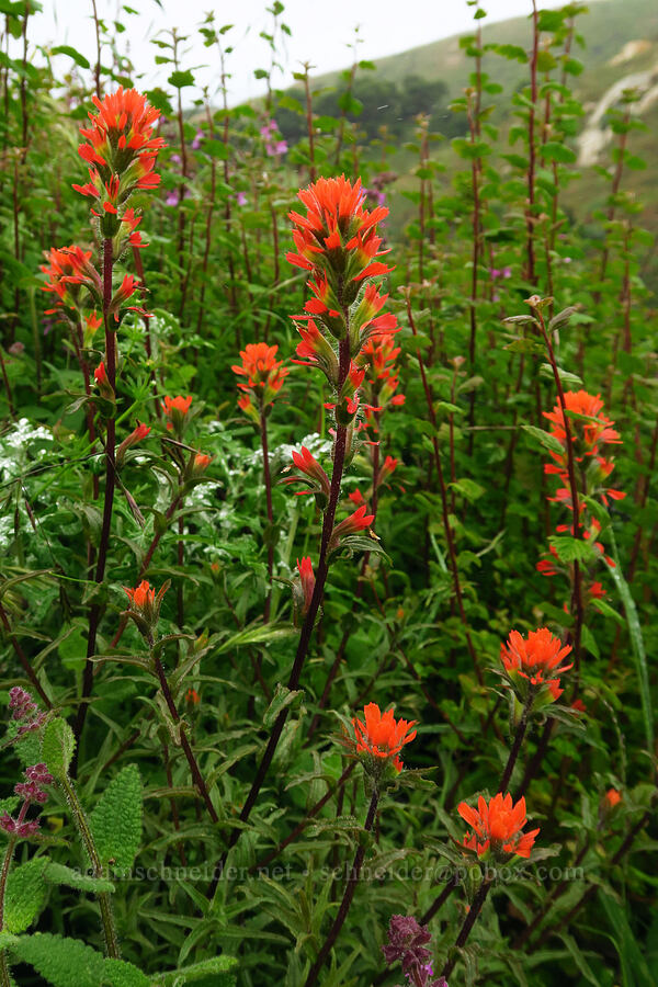 coast paintbrush (Castilleja affinis) [Rattlesnake Flats Trail, Montaña de Oro State Park, San Luis Obispo County, California]