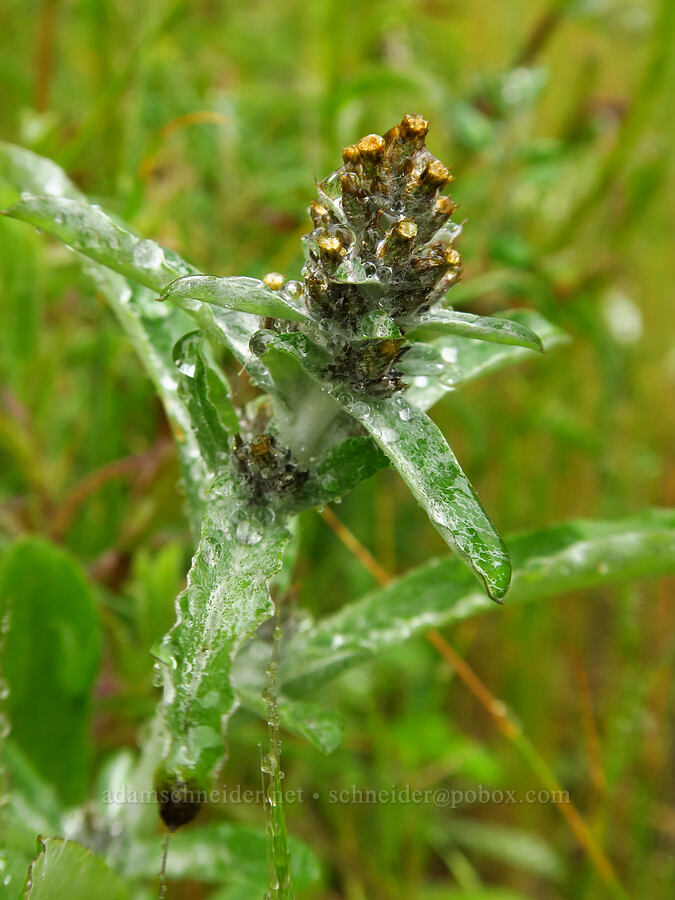 featherweed (purple cudweed) (Gamochaeta ustulata (Gnaphalium purpureum)) [Rattlesnake Flats Trail, Montaña de Oro State Park, San Luis Obispo County, California]