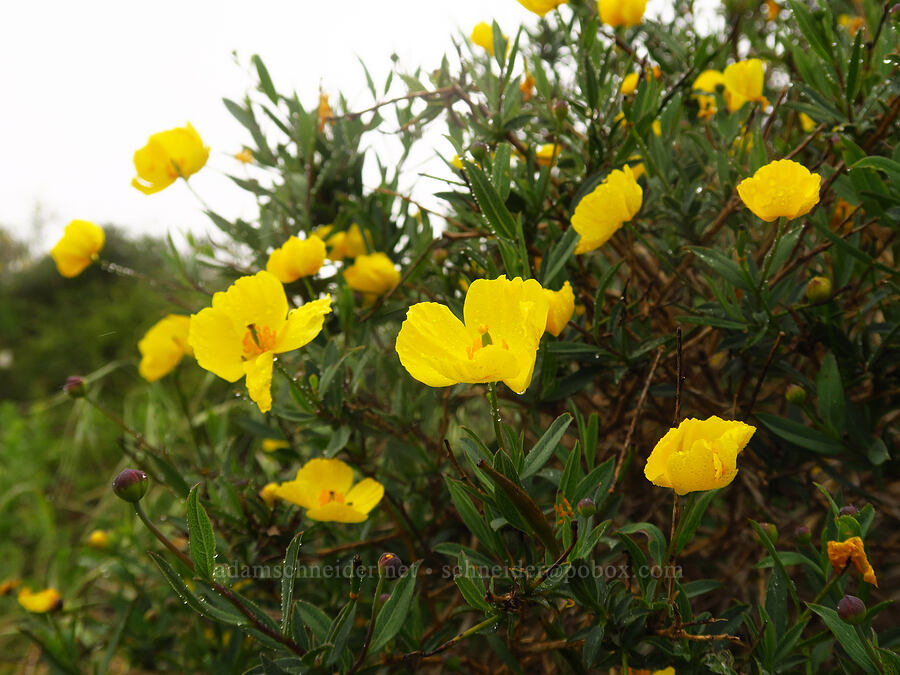 bush poppy (Dendromecon rigida) [Rattlesnake Flats Trail, Montaña de Oro State Park, San Luis Obispo County, California]