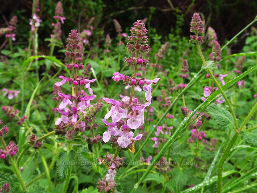 California hedge-nettle (Stachys bullata) [Rattlesnake Flats Trail, Montaña de Oro State Park, San Luis Obispo County, California]