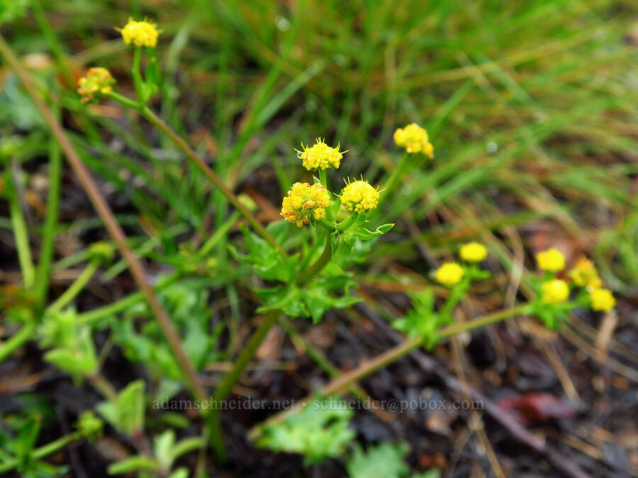 coast sanicle (Sanicula laciniata) [Rattlesnake Flats Trail, Montaña de Oro State Park, San Luis Obispo County, California]