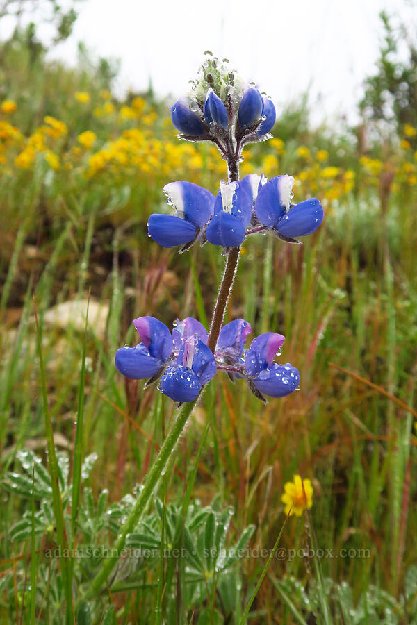 sky lupine (Lupinus nanus) [Rattlesnake Flats Trail, Montaña de Oro State Park, San Luis Obispo County, California]