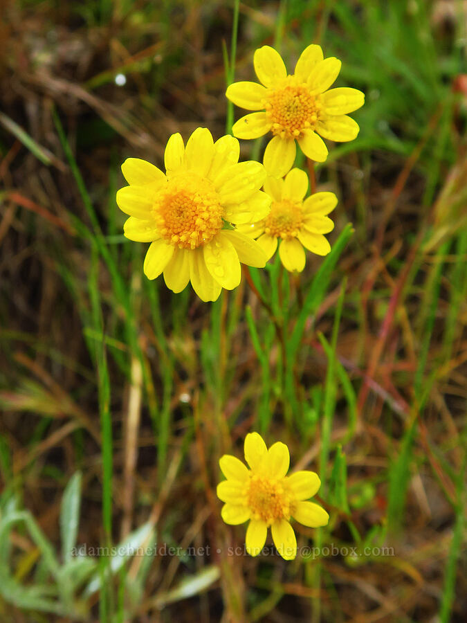 gold-fields (Lasthenia sp.) [Rattlesnake Flats Trail, Montaña de Oro State Park, San Luis Obispo County, California]