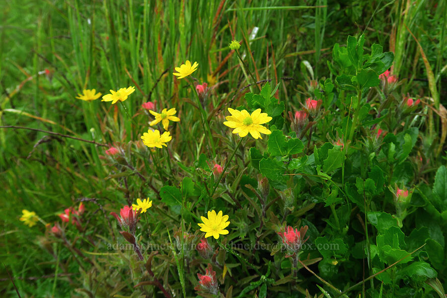 buttercups & paintbrush (Ranunculus californicus, Castilleja affinis) [Rattlesnake Flats Trail, Montaña de Oro State Park, San Luis Obispo County, California]