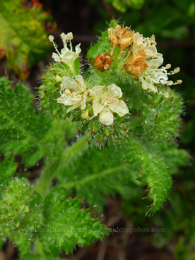 stinging phacelia (Phacelia malvifolia) [Rattlesnake Flats Trail, Montaña de Oro State Park, San Luis Obispo County, California]