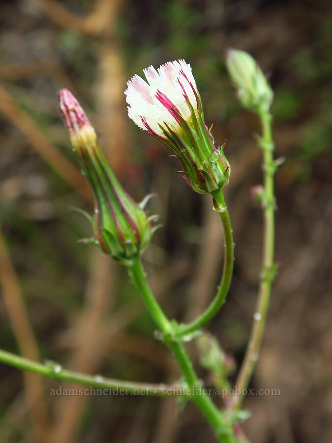 California chicory (Rafinesquia californica) [Rattlesnake Flats Trail, Montaña de Oro State Park, San Luis Obispo County, California]