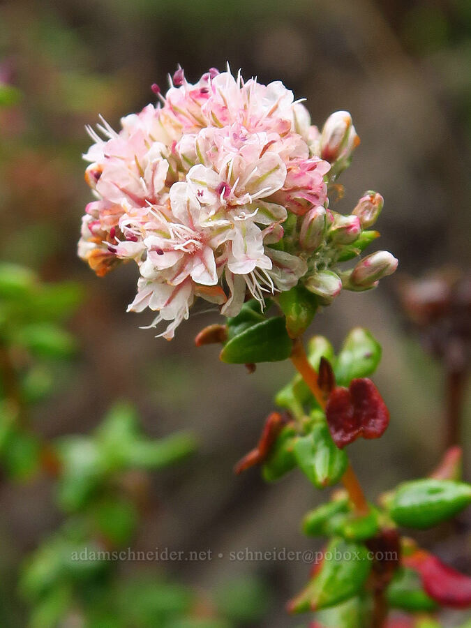 sea-cliff buckwheat (Eriogonum parvifolium) [Rattlesnake Flats Trail, Montaña de Oro State Park, San Luis Obispo County, California]