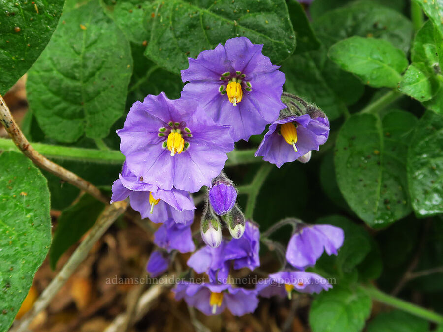 blue-witch nightshade (Solanum umbelliferum) [Rattlesnake Flats Trail, Montaña de Oro State Park, San Luis Obispo County, California]