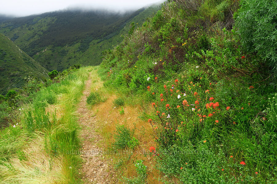 wildflowers (Castilleja affinis, Calystegia macrostegia ssp. cyclostegia, Diplacus aurantiacus (Mimulus aurantiacus), Achillea millefolium, Dipterostemon capitatus (Dichelostemma capitatum)) [Rattlesnake Flats Trail, Montaña de Oro State Park, San Luis Obispo County, California]