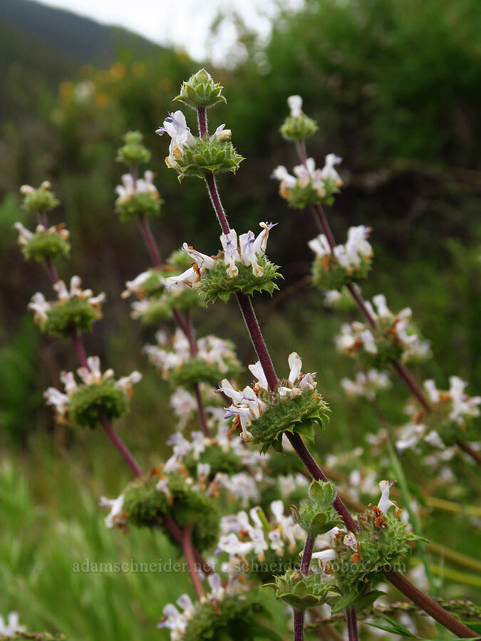 black sage (Salvia mellifera) [Rattlesnake Flats Trail, Montaña de Oro State Park, San Luis Obispo County, California]