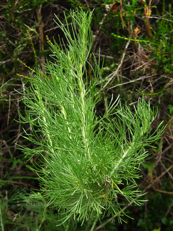 California sagebrush (Artemisia californica) [Rattlesnake Flats Trail, Montaña de Oro State Park, San Luis Obispo County, California]