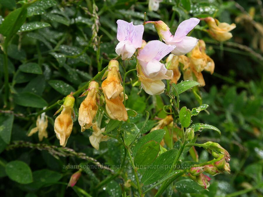 Pacific pea-vine (Lathyrus vestitus var. vestitus) [Rattlesnake Flats Trail, Montaña de Oro State Park, San Luis Obispo County, California]