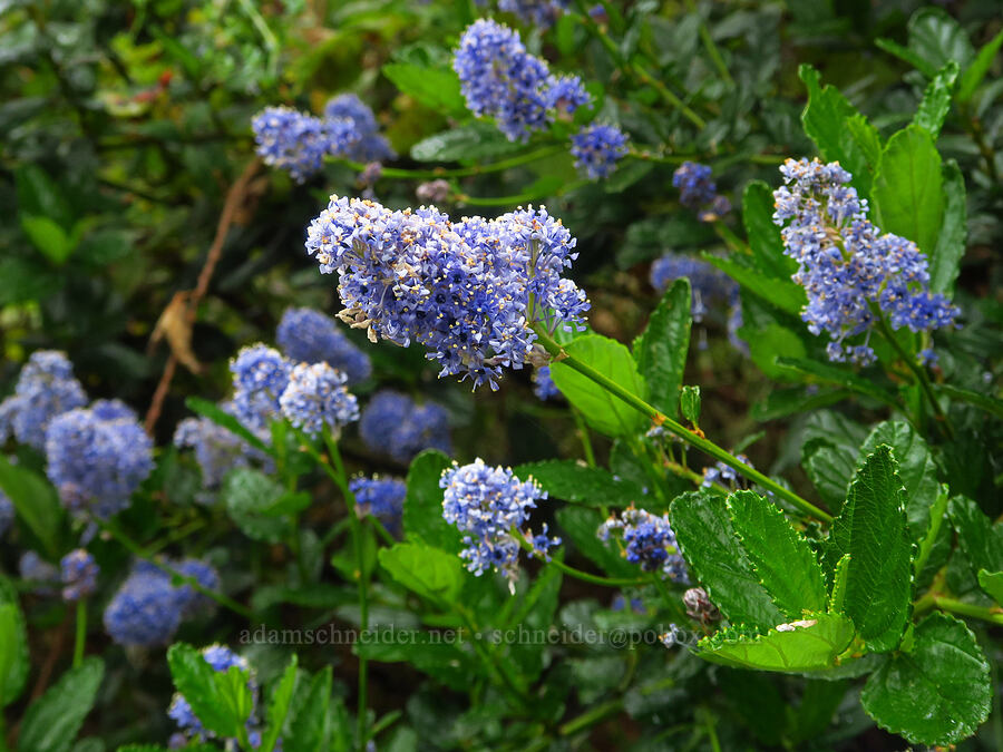 Carmel ceanothus (Ceanothus thyrsiflorus var. griseus) [Coon Creek Trail, Montaña de Oro State Park, San Luis Obispo County, California]