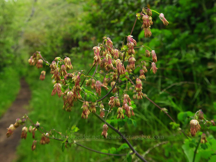 male meadow-rue flowers (Thalictrum fendleri) [Coon Creek Trail, Montaña de Oro State Park, San Luis Obispo County, California]