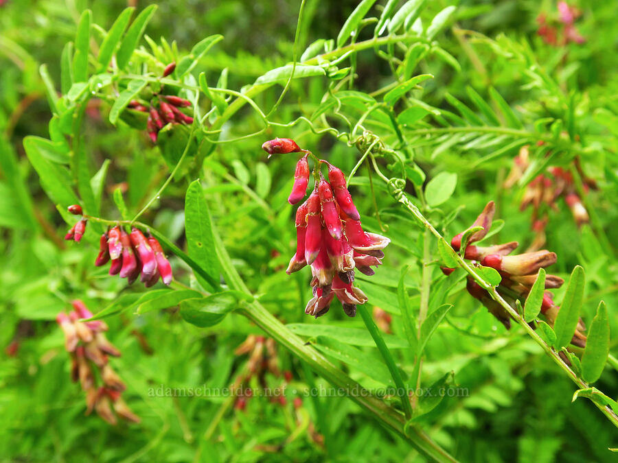 giant vetch (Vicia gigantea (Vicia nigricans ssp. gigantea)) [Coon Creek Trail, Montaña de Oro State Park, San Luis Obispo County, California]