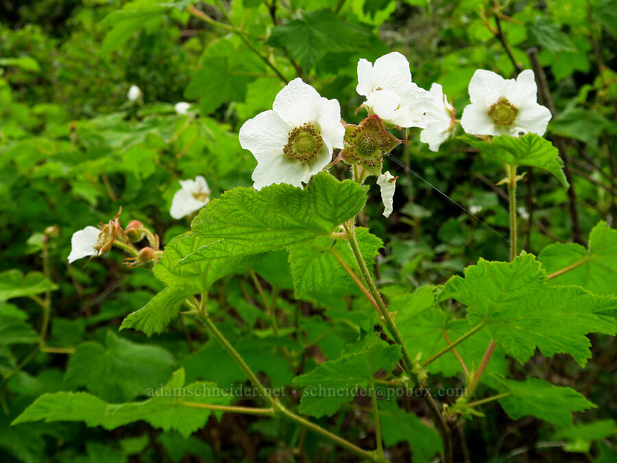 thimbleberry (Rubus parviflorus (Rubus nutkanus)) [Coon Creek Trail, Montaña de Oro State Park, San Luis Obispo County, California]