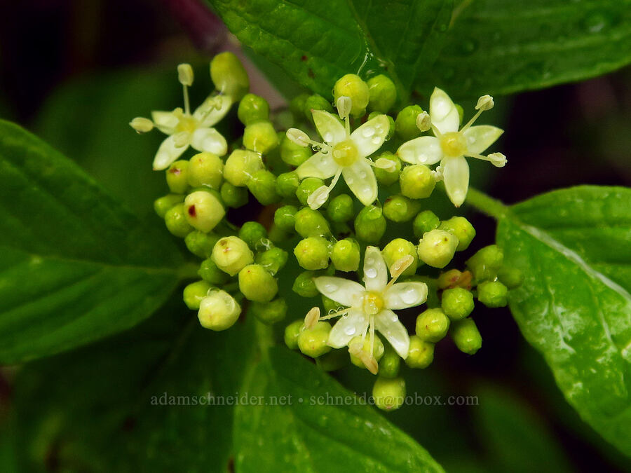 red-osier dogwood (Cornus sericea) [Coon Creek Trail, Montaña de Oro State Park, San Luis Obispo County, California]