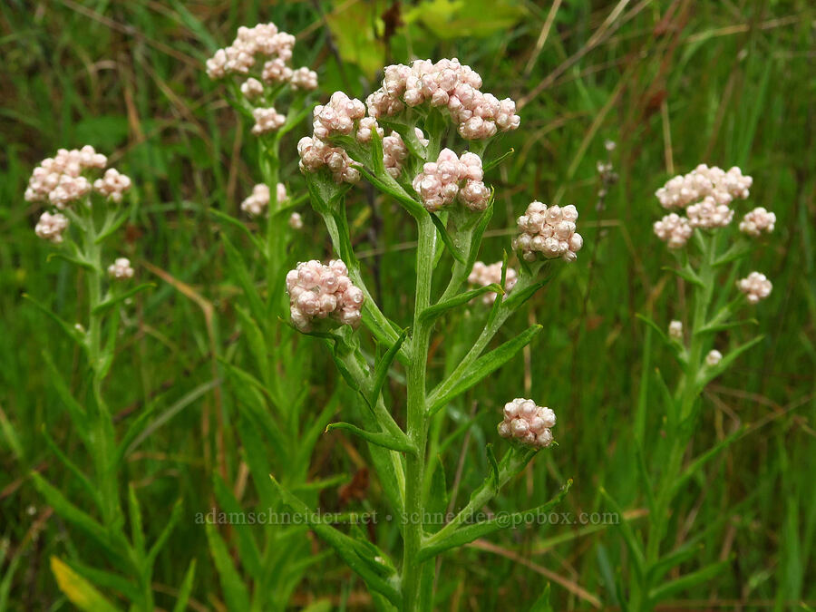 California cudweed (Pseudognaphalium californicum) [Coon Creek Trail, Montaña de Oro State Park, San Luis Obispo County, California]