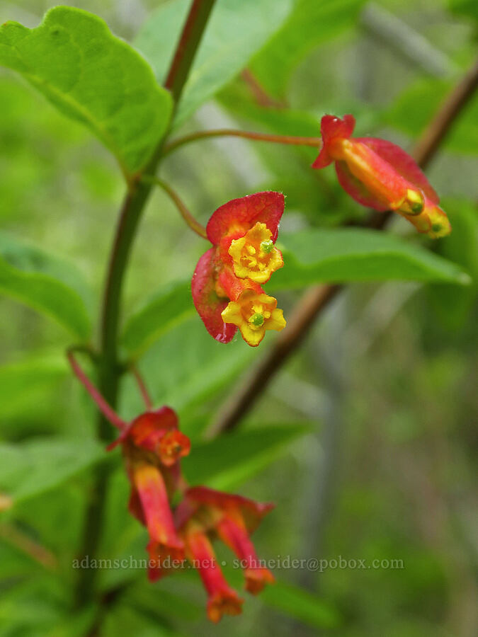 black twin-berry (Lonicera involucrata) [Coon Creek Trail, Montaña de Oro State Park, San Luis Obispo County, California]