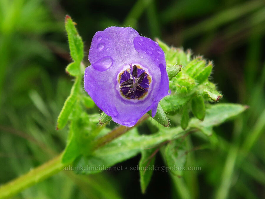 fiesta-flower (Pholistoma auritum) [Coon Creek Trail, Montaña de Oro State Park, San Luis Obispo County, California]