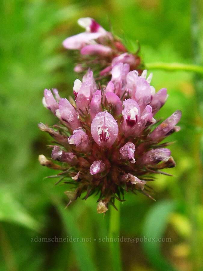 tomcat clover (Trifolium willdenovii) [Coon Creek Trail, Montaña de Oro State Park, San Luis Obispo County, California]