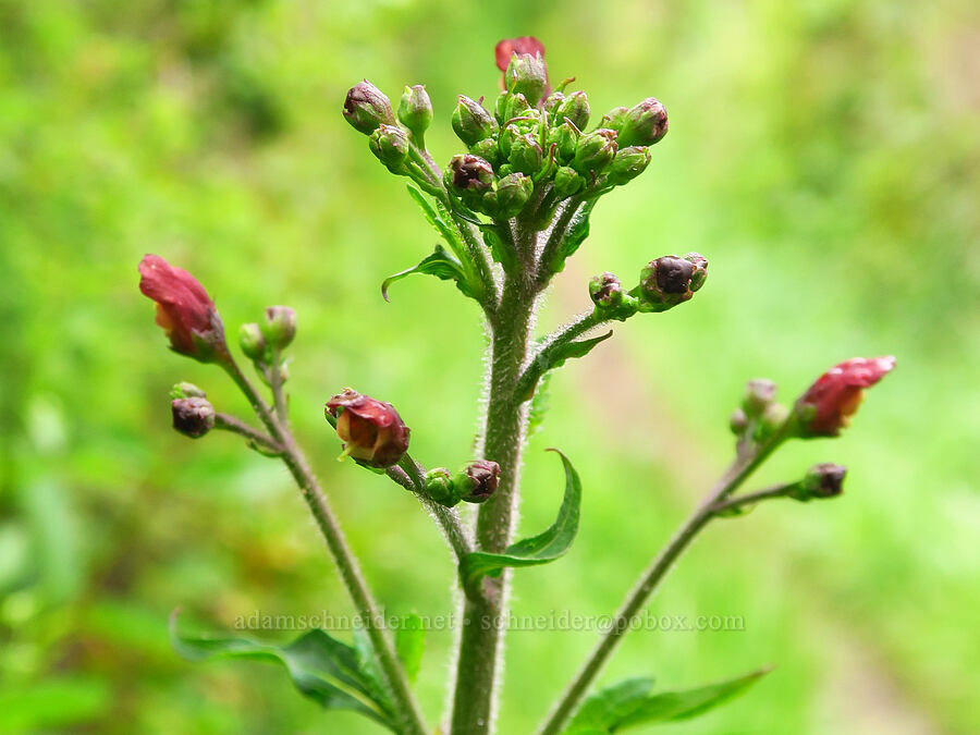 California figwort (Scrophularia californica) [Coon Creek Trail, Montaña de Oro State Park, San Luis Obispo County, California]