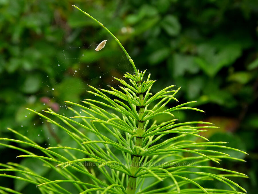 giant horsetail (Equisetum telmateia ssp. braunii) [Coon Creek Trail, Montaña de Oro State Park, San Luis Obispo County, California]