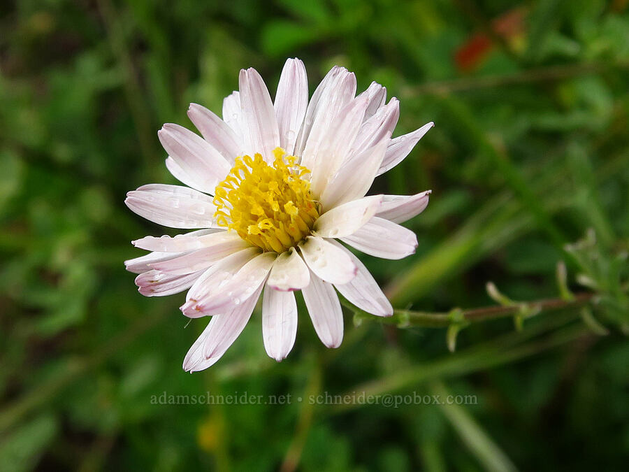 California sand-aster (Corethrogyne filaginifolia (Lessingia filaginifolia)) [Coon Creek Trail, Montaña de Oro State Park, San Luis Obispo County, California]