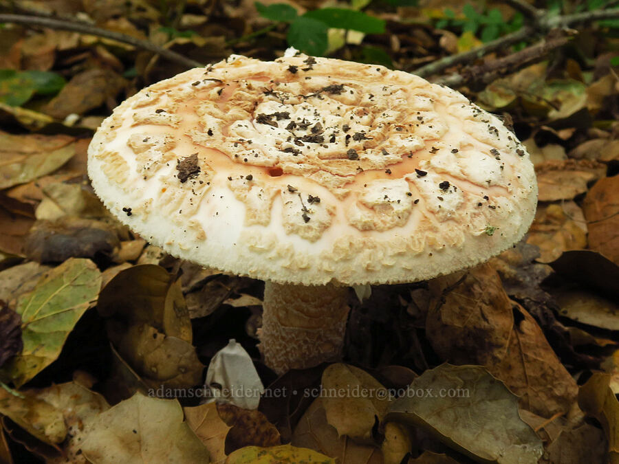 amanita mushroom (Amanita sp.) [Coon Creek Trail, Montaña de Oro State Park, San Luis Obispo County, California]