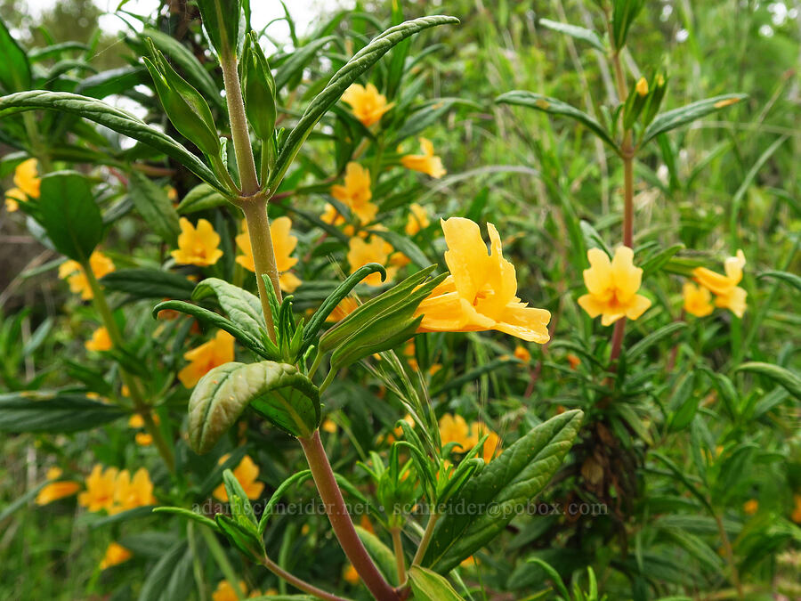 sticky monkeyflower (Diplacus aurantiacus (Mimulus aurantiacus)) [Coon Creek Trail, Montaña de Oro State Park, San Luis Obispo County, California]