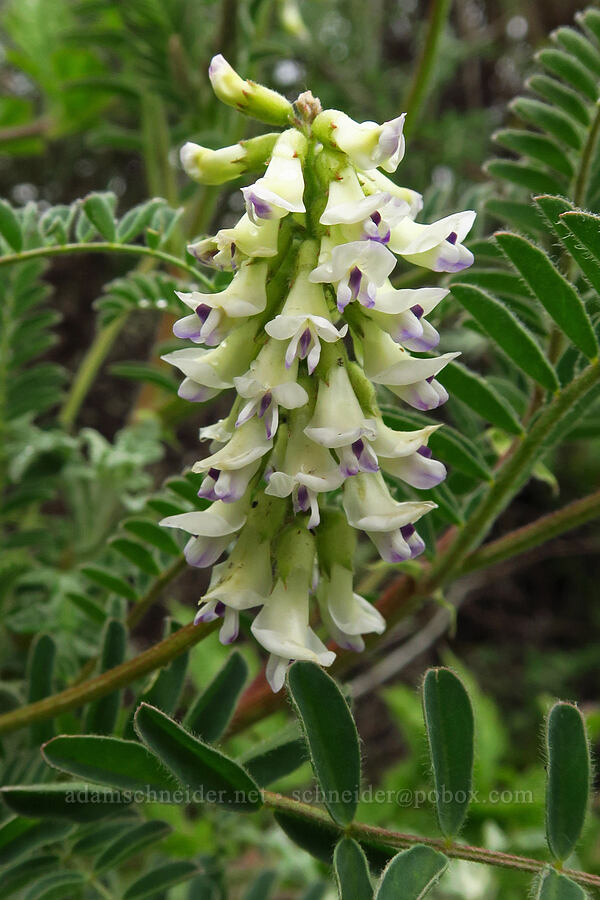 Nuttall's milk-vetch (Astragalus nuttallii) [Bluff Trail, Montaña de Oro State Park, San Luis Obispo County, California]