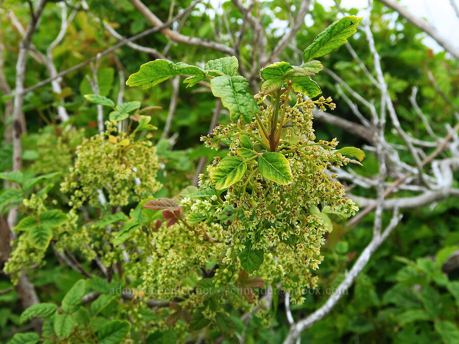 poison-oak flowers (Toxicodendron diversilobum (Rhus diversiloba)) [Bluff Trail, Montaña de Oro State Park, San Luis Obispo County, California]