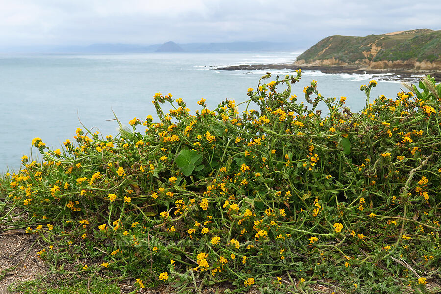 seaside fiddleneck (Amsinckia spectabilis var. spectabilis) [Bluff Trail, Montaña de Oro State Park, San Luis Obispo County, California]