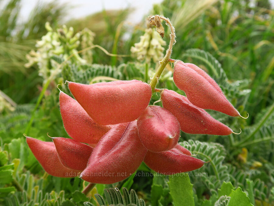 Nuttall's milk-vetch pods (Astragalus nuttallii) [Bluff Trail, Montaña de Oro State Park, San Luis Obispo County, California]