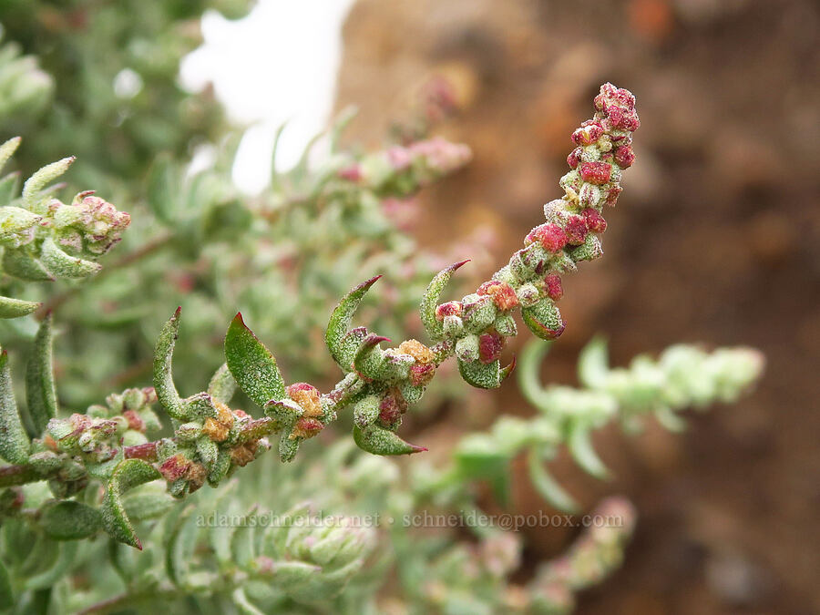 California orache/salt-bush (Extriplex californica (Atriplex californica)) [Bluff Trail, Montaña de Oro State Park, San Luis Obispo County, California]